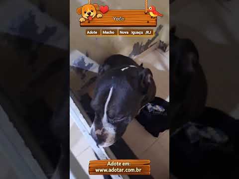 Vídeo de Yoda