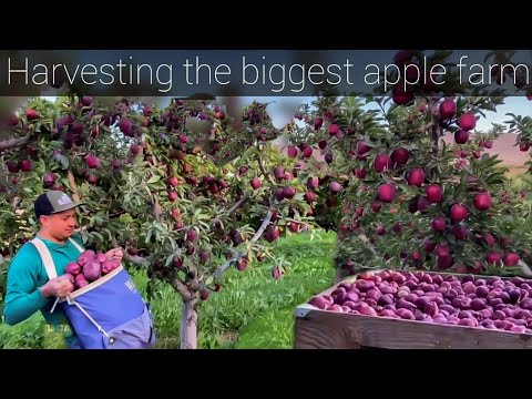 THE MOST BIGGEST APPLE FARM - Washington Red Delicious🍎& Red Scarlet🍎