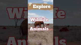 Cape & Kruger Explorer South Africa in 11 Days, 8 Nights in Destination Including Flights in $2349