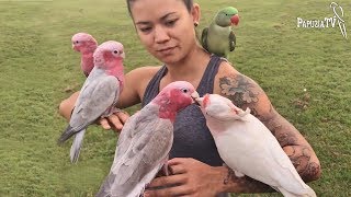 Free-flights group in Australia - parrots' homeland - Part1