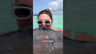 Day 4 on the #DisneyTreasure - vibed with stingrays and sea stars in Grand Cayman 🐚 ✨#DisneyCruise