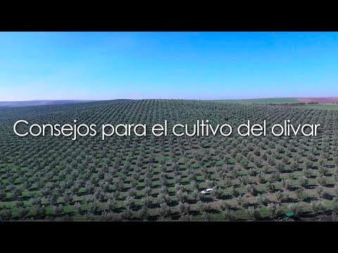 Fotograma del vídeo: Consejos para el cultivo del olivar