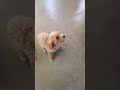 Maltipoo dogs for sale: Ziva - Video 1
