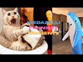 Medazelli TikTok Compilation Pt 2 Medazelli Videos That Will Make You Laugh And Find Peace