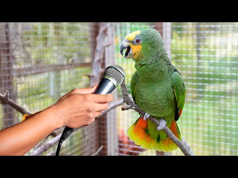 MEET THE MOST TALKY PARROT IN THE WORLD