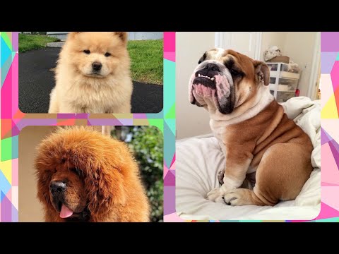 The World's Most Lavish Dogs #animals #dog #pet #luxury #chowchow #samoyed #rottweiler