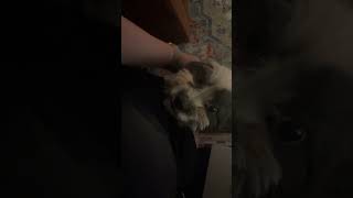 Video preview image #1 Shih Tzu-Unknown Mix Puppy For Sale in Grafton, WI, USA