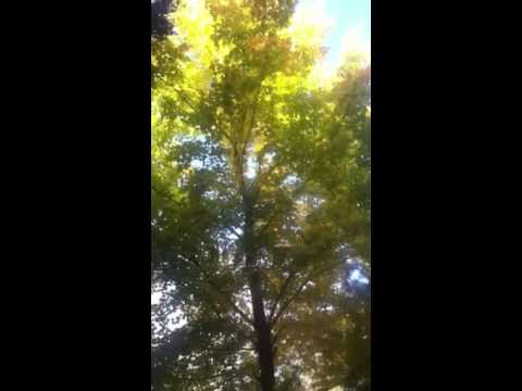 Sound of leaves falling