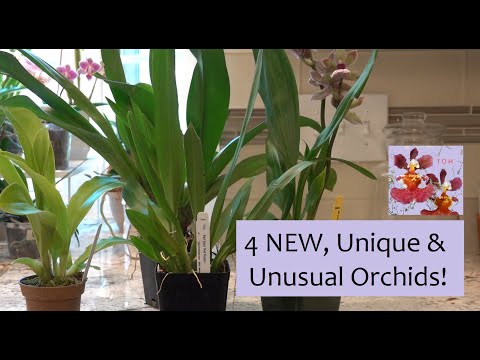 Four New, Unique, & Unusual Orchids! | How Did I Get Here? | Orchid Purchasing Out of Control!