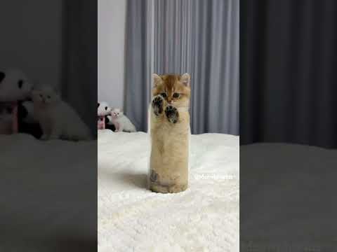 The kitten leaps toward you 💞😻 #cute #kitten #cat #meow