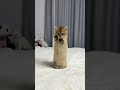 The Kitten Leaps Toward You Cute Kitten Cat Meow