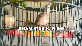 Download lagu SUÀRA PIYIK PERKUTUT USIA 2 BULANAN RING JIHAN BIRD FARM PASURUAN mp3