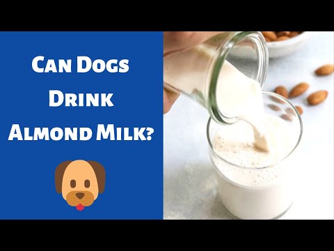 YouTube video about: Can rabbits drink almond milk?