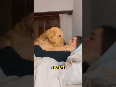 Señales de que tú perro te ama 🐶❤️ #perros #perrosfelices #amorperruno #mascotas #peludos #shorts