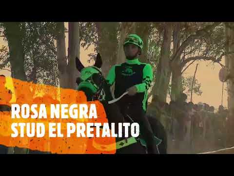 rosa negra