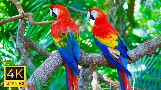 Download lagu The World Of Birds in 4K ULTRA HD Relaxing with na... mp3