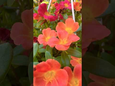 10 o’clock 🌸🧡❤️Bible verse #flowers #homegardening #shorts #bibleverse