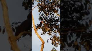 Download lagu Penampakan burung enggang di habitat aslinya #kalimantantimurpunyacerita# mp3 Download lagu Penampakan burung enggang di habitat aslinya #kalimantantimurpunyacerita# mp3