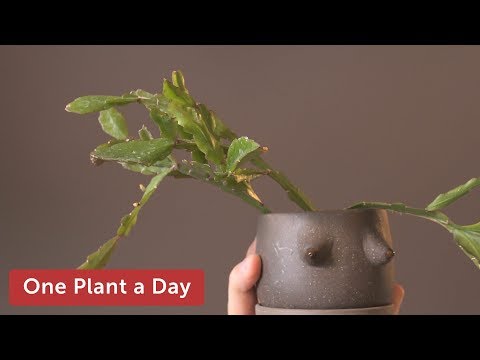 Rhipsalis elliptica Houseplant Care — 198 of 365