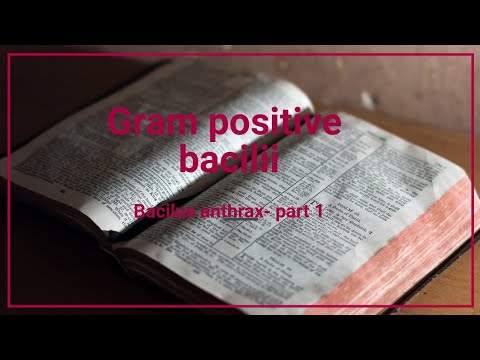 Gram positive bacilli- bacilus anthrax part 1