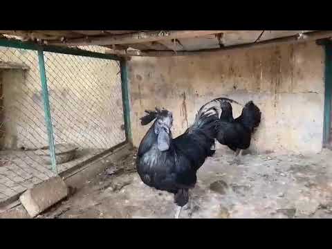 Ayam Cemani best breed
