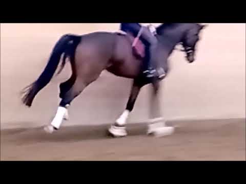 Zaphira Reitausbildung Reese