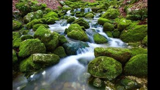 Cistite: come le scoperte microbiologiche hanno cambiato la nostra comprensione di questa patologia