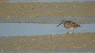 preview picture of video 'Long-billed Dowitcher Limnodromus scolopaceus - first record for Poland'