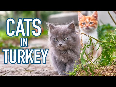 Cats In Turkey - Why Are There So Many Cats In Istanbul?🐱🇹🇷