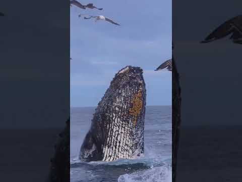 blue whale 🐋 shark fish #shortvideo