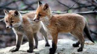 Absolute Beginner feat. Samy Deluxe - Füchse RMX