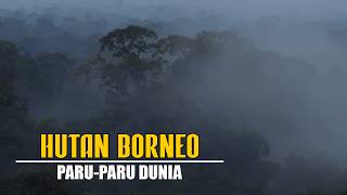Download lagu Borneo's Forests, Kalimantan!!! Ancient Nature, the Lungs of the World mp3