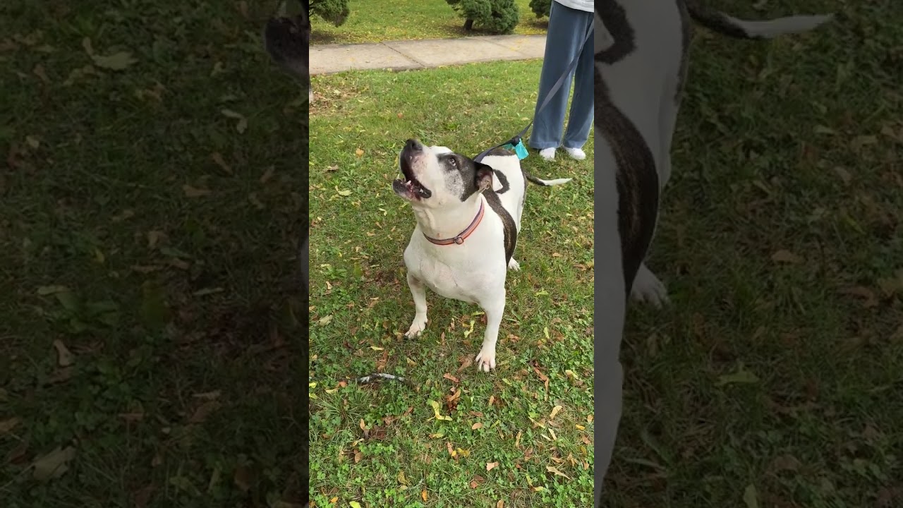 Enlarge ADRIANNA - Sweet Gentle Girl needs a Furever Home - PLs WATCH HER VIDEO, a Adoptable American Staffordshire Terrier in Clifton, NJ video 2/3