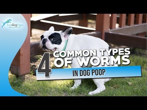 YouTube video about: Does dog poop attract roaches?
