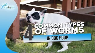 4 Common Types of Worms in Dog Poop