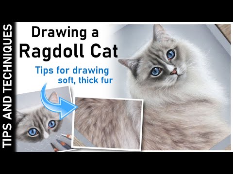 DRAWING A RAGDOLL CAT IN PASTELS | HOW TO DRAW SOFT, THICK FUR