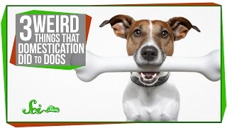 3 Weird Things That Domestication Did to Dogs