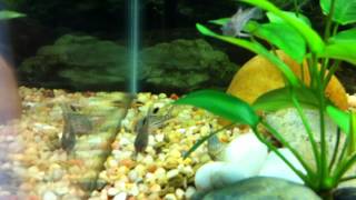 20 Long progress...new Madagascar Rainbows