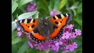 John Martyn "One World" (Montage)