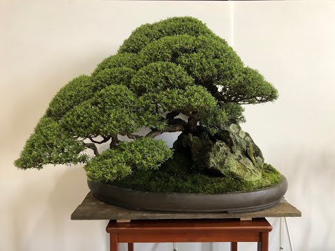 Bonsai Exhibition - Victorian Native Bonsai Club Exhibition - Melbourne March 2022