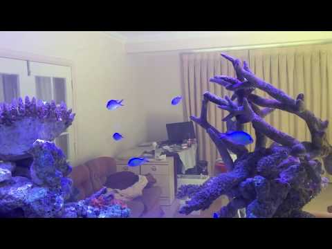 Schooling fish for your reef tank