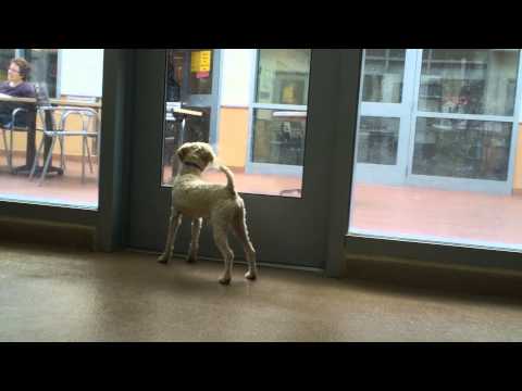 Choosing A Rescued Dog From The Animal Shelter, Part 3