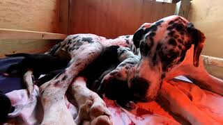 Video preview image #3 Great Dane Puppy For Sale in YELLVILLE, AR, USA