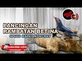Suara Burung Rambatan Betina Ngepik Santai Dan Nyecret Rapat