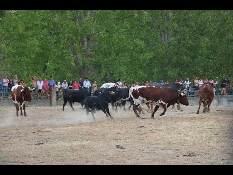 Desenjaule de los novillos que se lidiarán en los festejos de Aldeadávila de la Ribera 