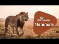 Fun Facts About Mammals Mammals The Good And The Beautiful