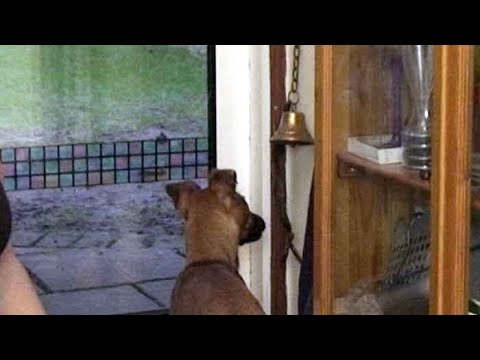 Teach your dog to ring bell to ask to go outside!