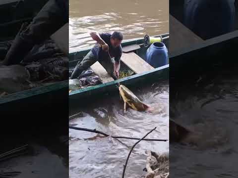 Outdoor fishing with submerged hooks and lined fishing lines for catfish