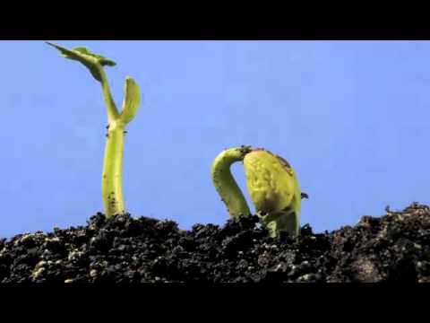 Epigeal germination climbing bean time lapse   YouTube