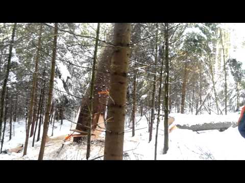 Baum fällt Full HD Baum fällen Wald Stihl 066